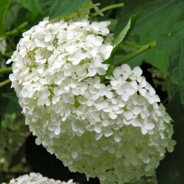 Hortensia Annabelle wit 5 liter