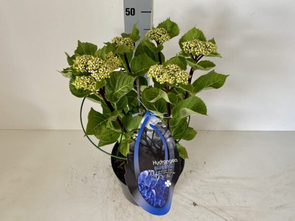 Hortensia Black Steel blauw bol 5liter