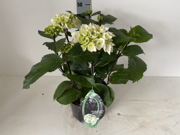 Hortensia Black Steel wit bol wit 5 liter