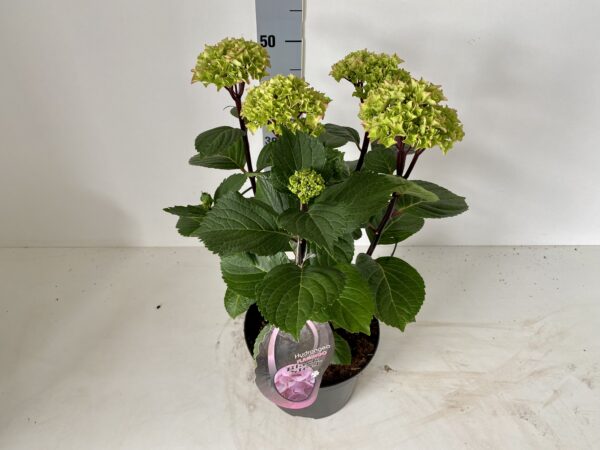 Hortensia Black Steel zacht roze bol 5 liter