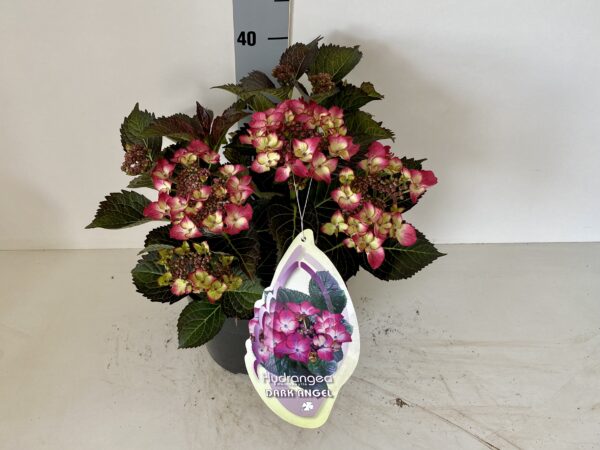 Hortensia Dark Angel randbloeier paars blad groen bruin kleurend 5 liter