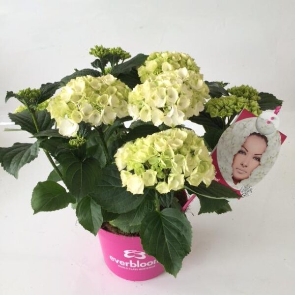 Hortensia Everbloom wit 5 liter doorbloeier