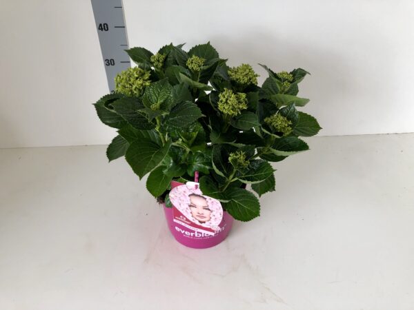 Hortensia Everbloom zachte roze 5 liter