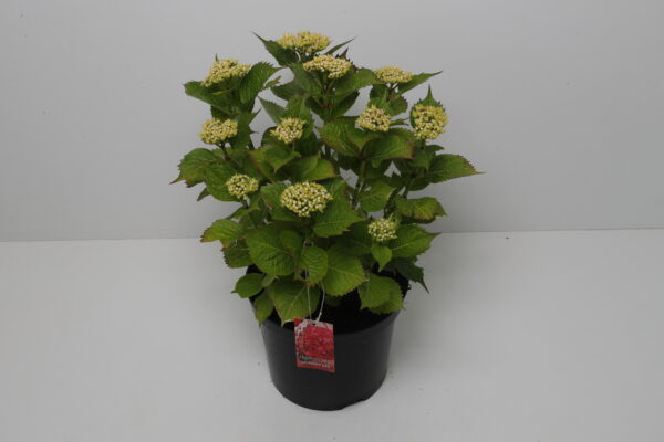 Hortensia Red Ball