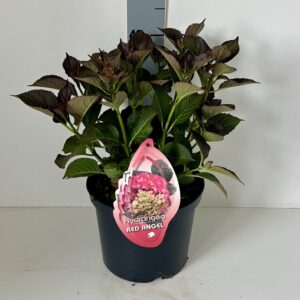 Red Angel donker rode bol groenbruin blad 5 liter