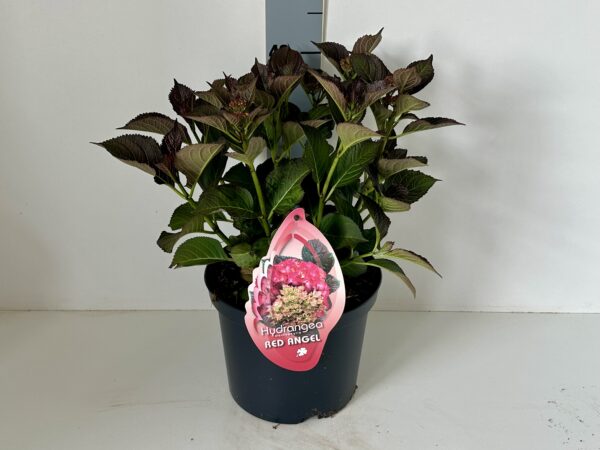 Hortensia Red Angel donker rode bol groenbruin blad 5 liter