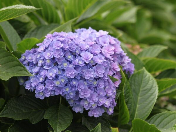 Hortensia Romance blauw dubbelbloemige bol blauw 5 liter