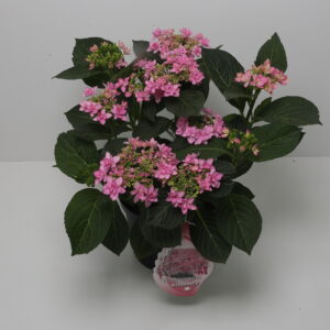 Hortensia Romance roze dubbelbloemige bol rose 5 liter