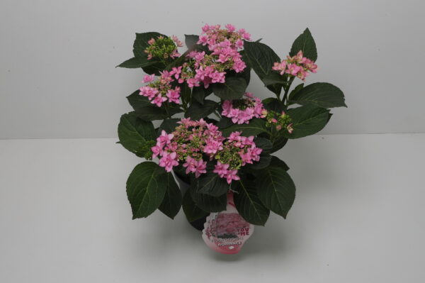 Hortensia Romance roze dubbelbloemige bol rose 5 liter
