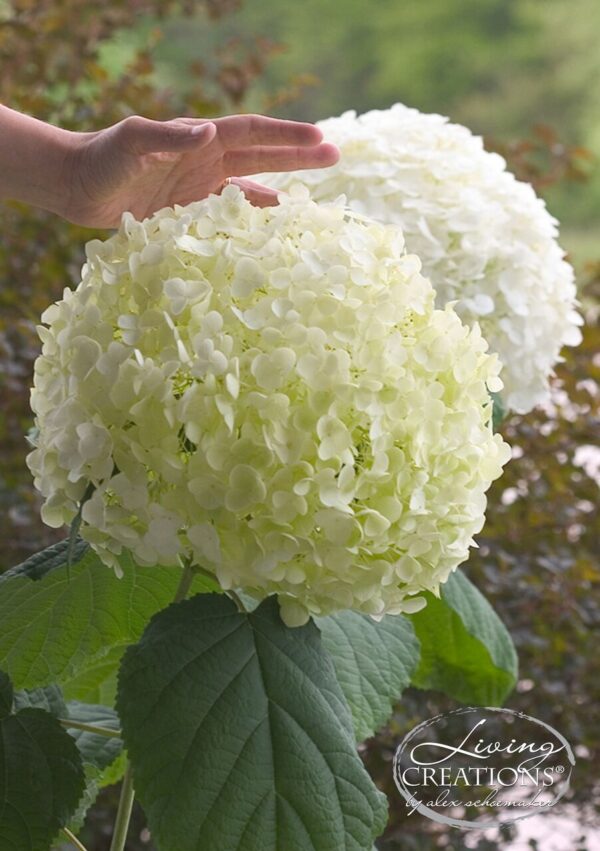 Hortensia Strong Annabelle wit 4 liter