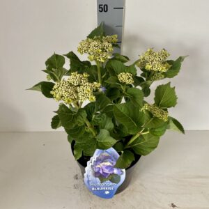 Hortensia Teller blauw 5 liter pot randbloeier
