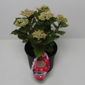 Hortensia Teller rood 5 liter pot randbloeier
