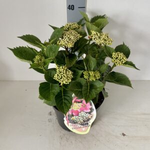 Hortensia Teller roze 5 liter pot randbloeier
