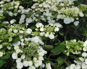 Hortensia Teller wit 5 liter pot rand bloeier