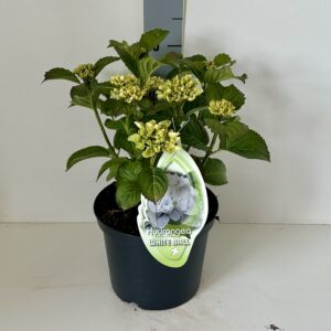 Hortensia White Ball 5 liter pot