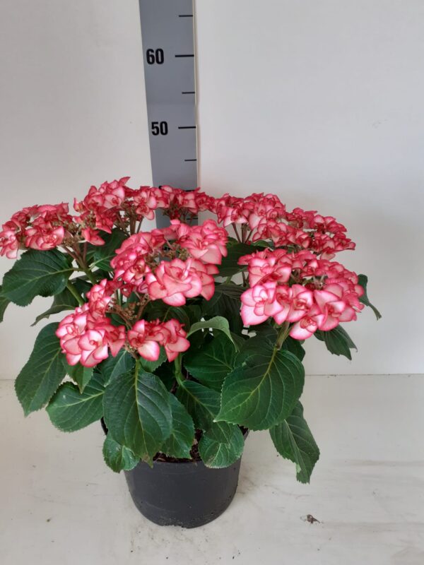 Hortensia Yulika rood witte bol bloem 5 liter