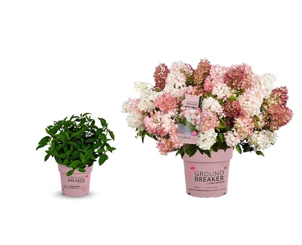De nieuwste kleine pluimhortensia wit roze