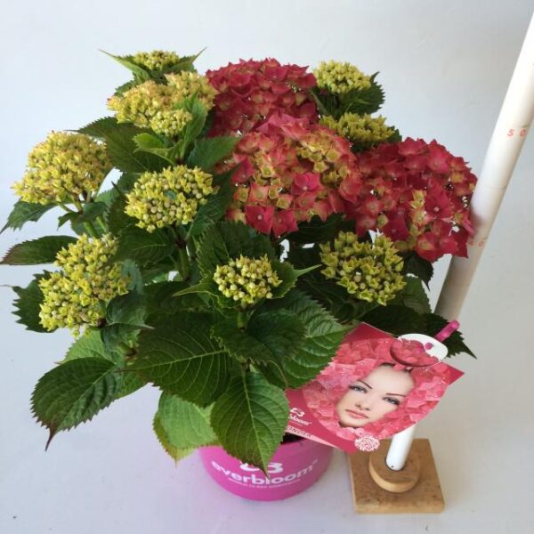 Hortensia Everbloom rood 5 liter doorbloeier