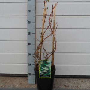 Klimhortensia Pyramide 2 liter in pot