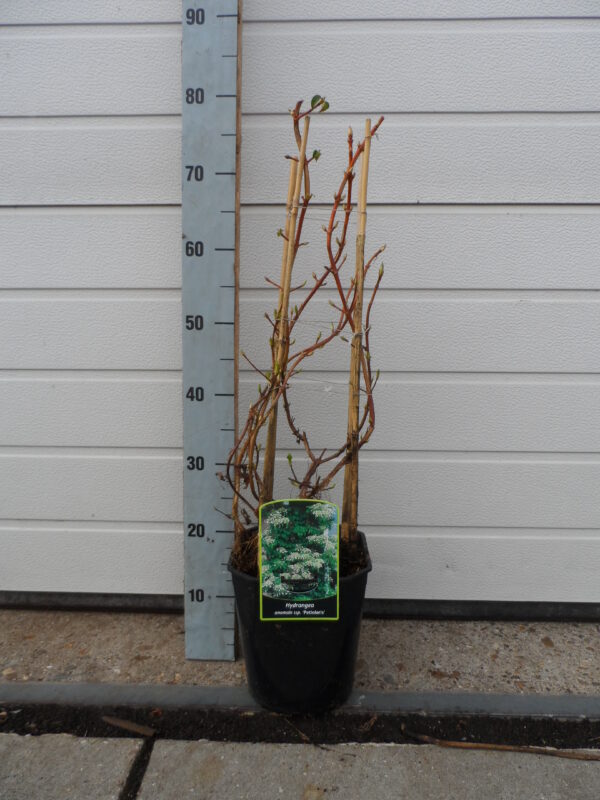 Klimhortensia Pyramide 2 liter in pot