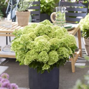 Little apple pluimhortensia 5 literpot