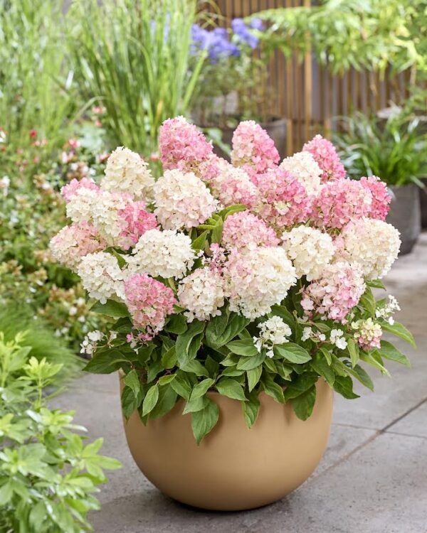 Little blossom pluimhortensia 5 liter pot compacte pluimen wit zacht roze
