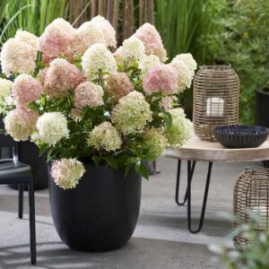 Little love compacte pluimhortensia met ronde bloemen