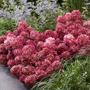 Little rosy pluimhortensia 5 liter pot