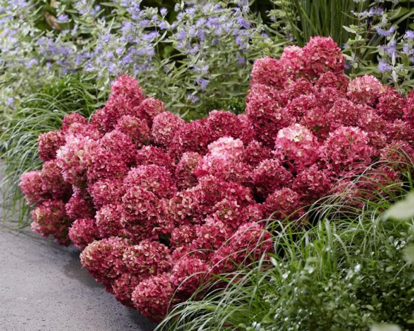 Little rosy pluimhortensia 5 liter pot