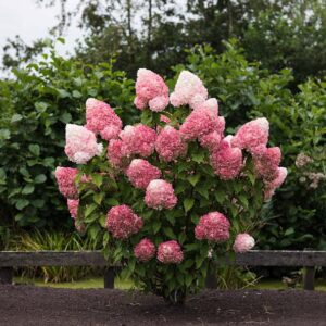 Pink rose pluimhortensia 5 literpot
