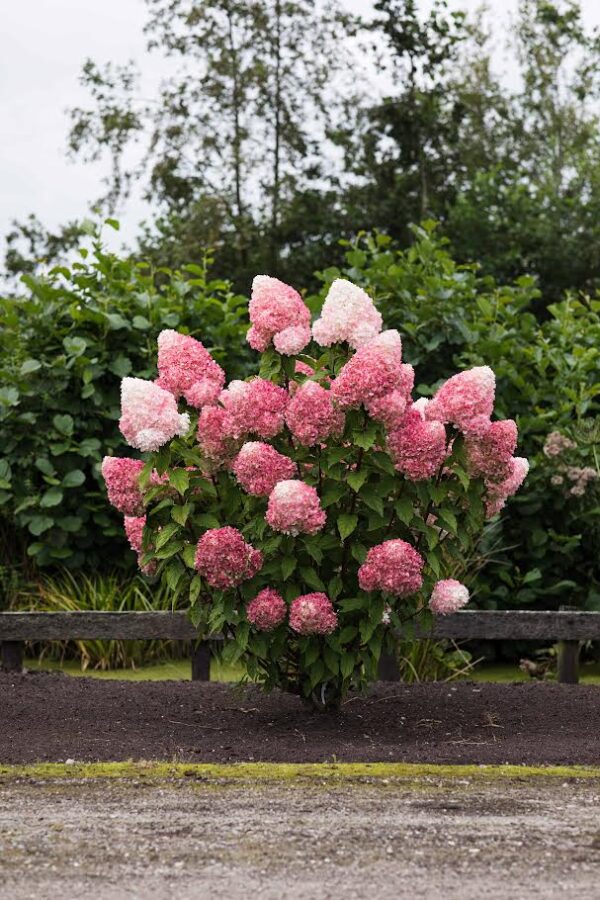 Pink rose pluimhortensia 5 literpot