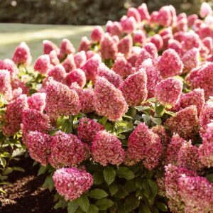 Pinky promice pluimhortensia donker groen blad