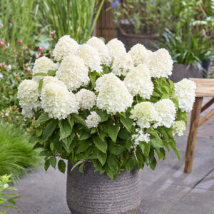 Suger Rusch witte pluimhortensia