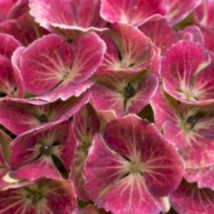 Magical revolution Rood (beste tuinplant!)