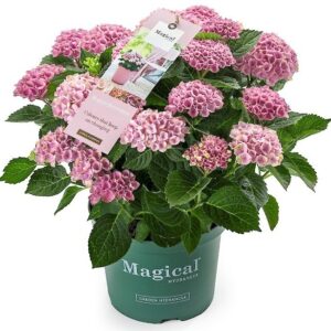 Magical Revolution roze