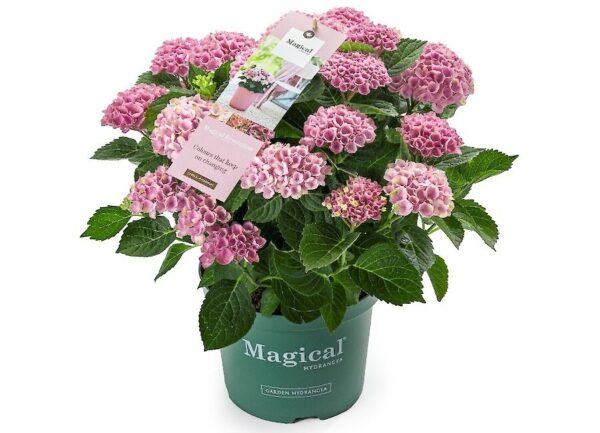 Magical Revolution roze